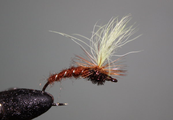 Brown bodied Klinkhamer